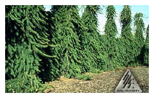 PICEA abies 'Pendula'